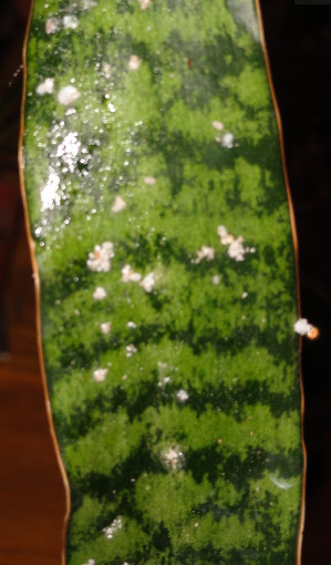 What is this white sticky stuff on my houseplants?