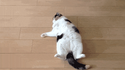 Which of these common cat behaviors do you find the cutest?
