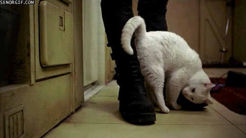 Which of these common cat behaviors do you find the cutest?