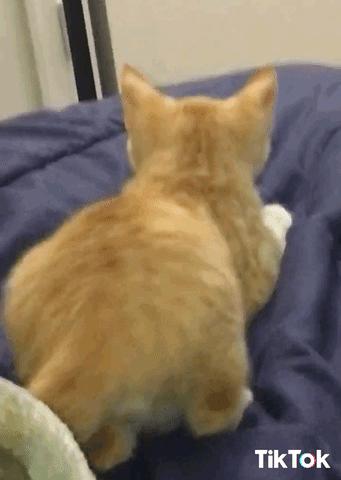 Which of these common cat behaviors do you find the cutest?