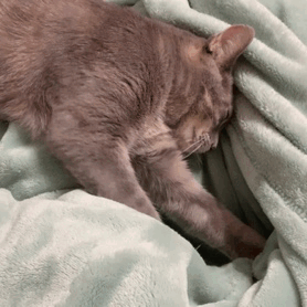Which of these common cat behaviors do you find the cutest?