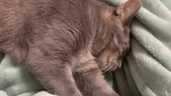 Which of these common cat behaviors do you find the cutest?