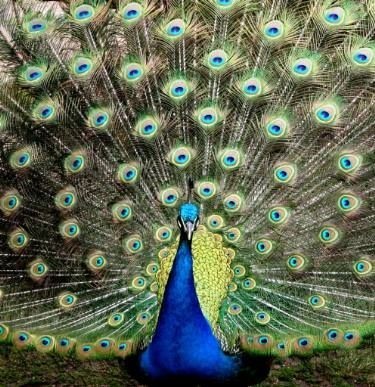 What is your countrys national bird?