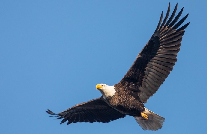 What is your country's national bird?