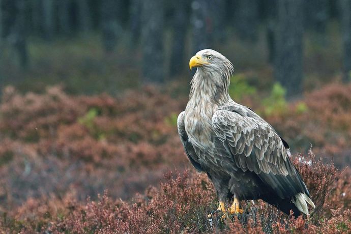 What is your country's national bird?