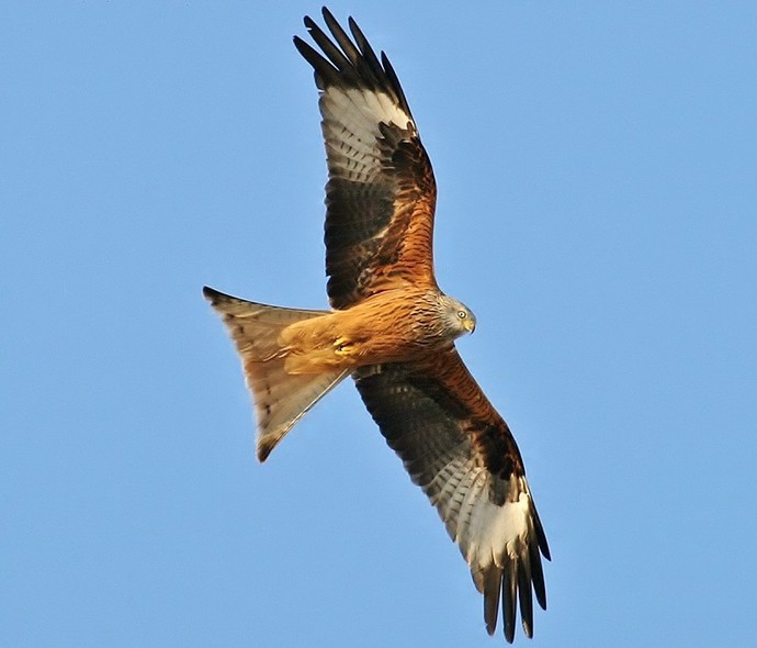 What is your country's national bird?