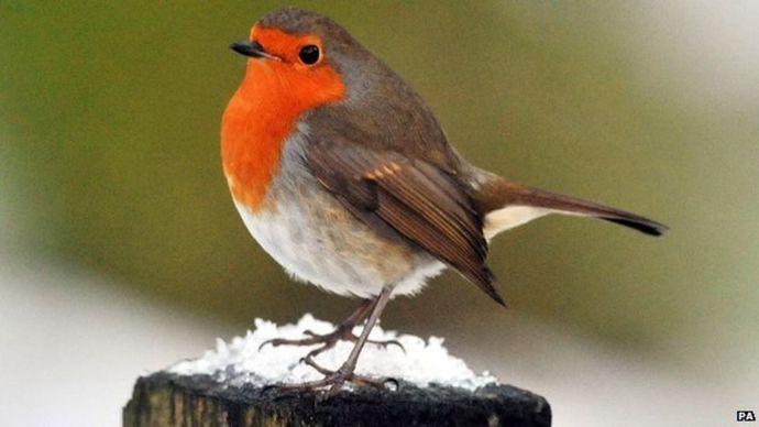When you suddenly realise every other country on Earth has a national bird