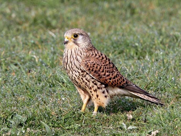 What is your country's national bird?