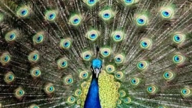 What is your country's national bird?