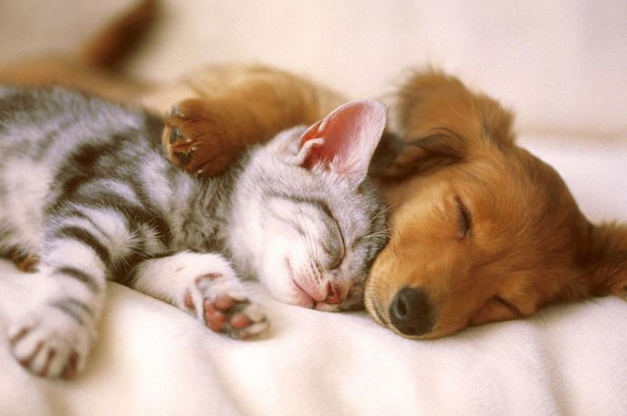 Would You Rather TAKE A NAP Or TAKE A HIKE?