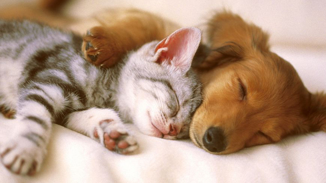 Would You Rather TAKE A NAP Or TAKE A HIKE?