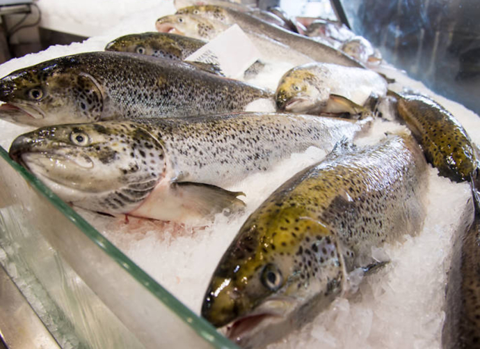 Would You Rather Be SMACKED IN THE FACE WITH A FISH Or FARTED ON?