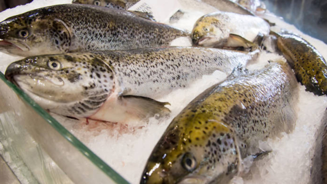 Would You Rather Be SMACKED IN THE FACE WITH A FISH Or FARTED ON?