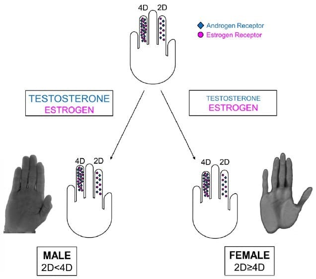 The left one is what an alpha male/females hand looks like
