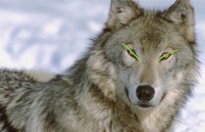Beautiful animal