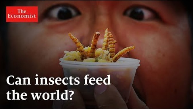Are you willing to eat bugs to save the planet?