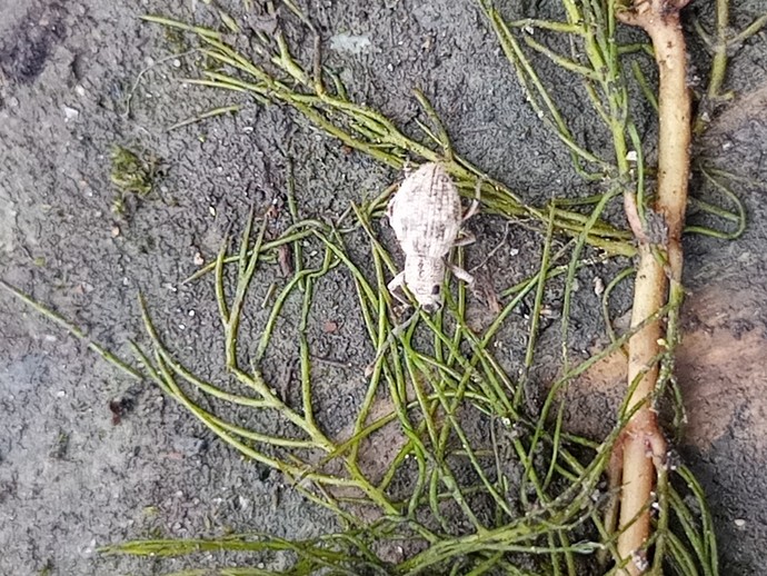 What insect is this?