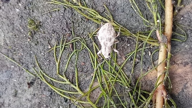 What insect is this?