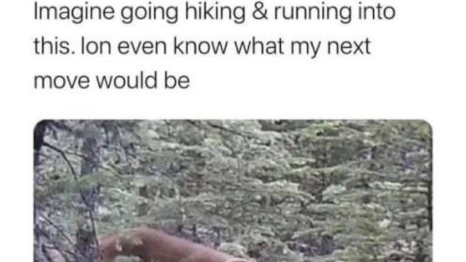 You’re going hiking/camping in the woods and you run into this creature. What would you do?