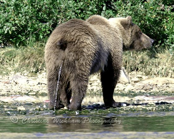 Why do mammals pee into water?
