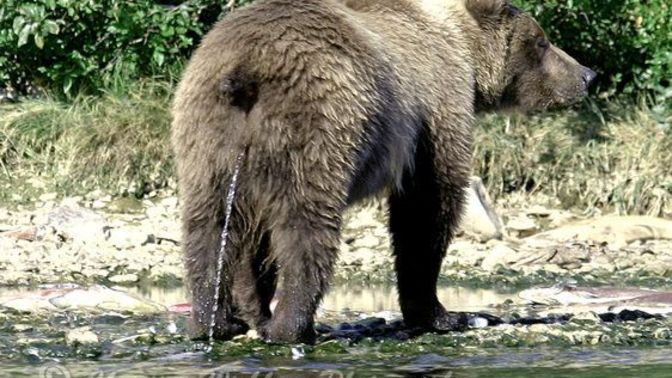 Why do mammals pee into water?