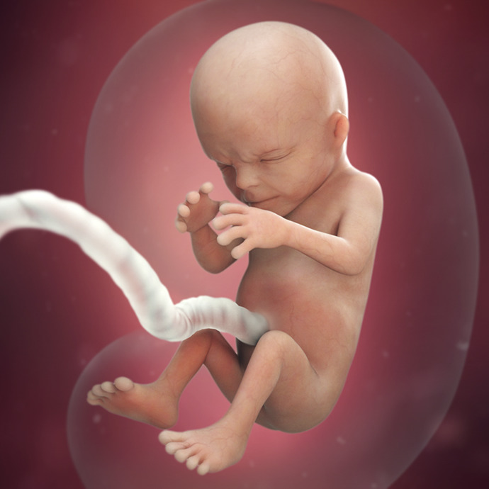 Unborn child after 14 weeks of development