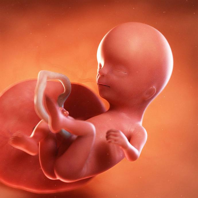 When YOU talk about "reproductive rights," to what are you referring? Does it mean anything more than having abortion available on demand?