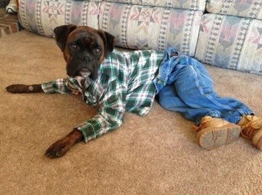 Do you wear your pants over your belly or under your belly?