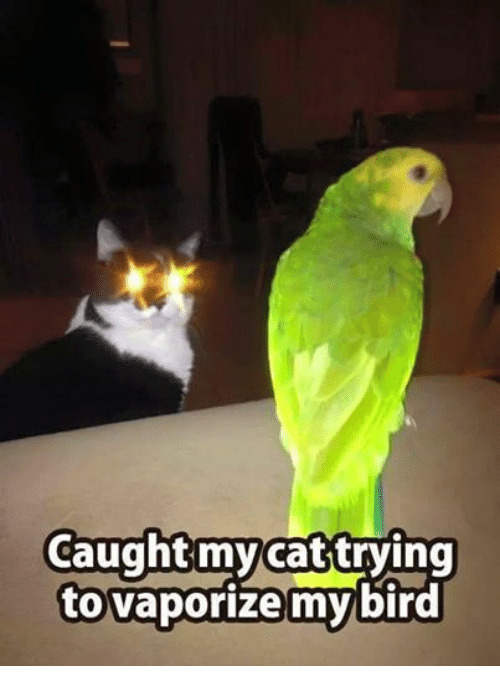 To cat owners, have any of your cats caught any birds or mice or anything like that?