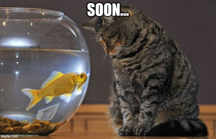 To cat owners, have any of your cats caught any birds or mice or anything like that?