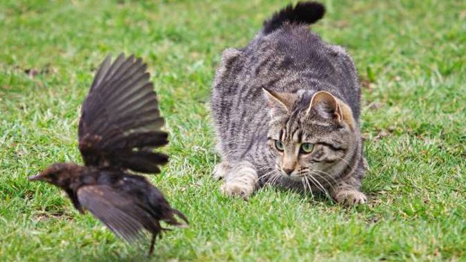 To cat owners, have any of your cats caught any birds or mice or anything like that?