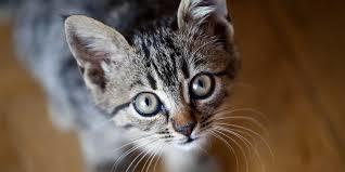 Do you own the cat or does the cat own you?