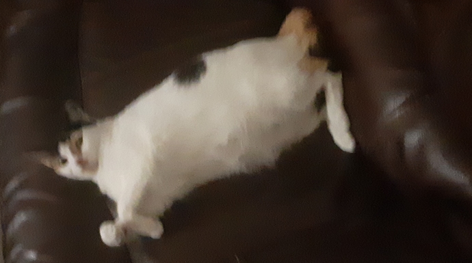 Do you own the cat or does the cat own you?