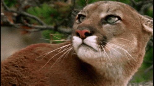 Now this is a cat 