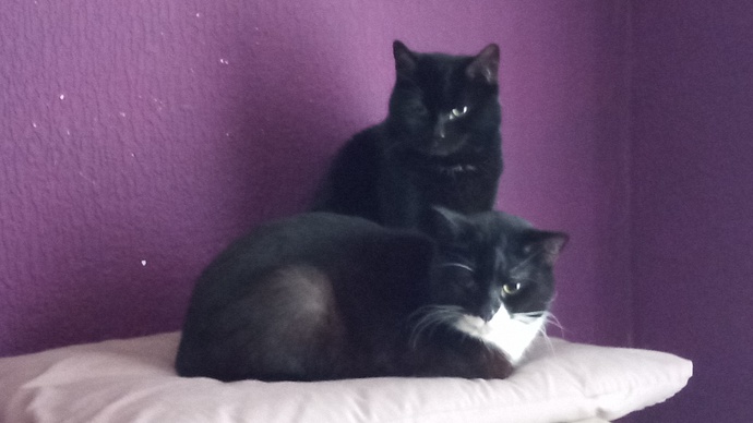 Do you own the cat or does the cat own you?