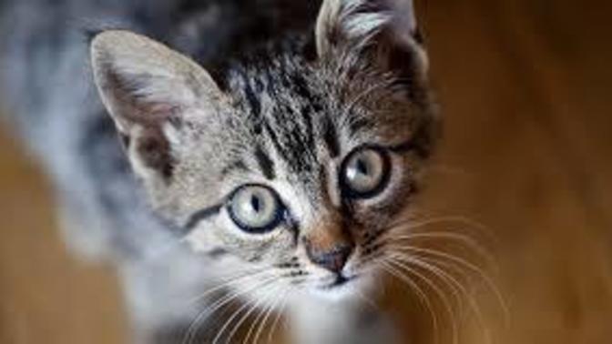 Do you own the cat or does the cat own you?
