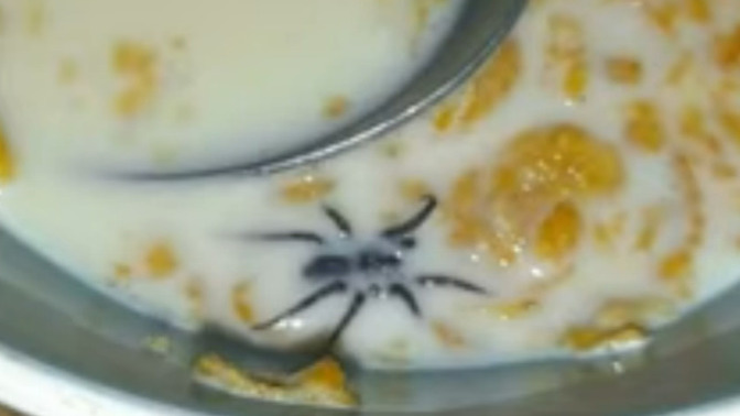 What do you do if you find a SPIDER in your CEREAL?