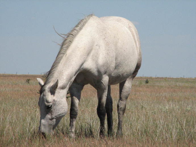 Do you think a dustybiker will ride a dusty horse into the sunset?