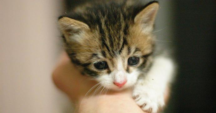 What would you do if you saw someone kicking a cat?