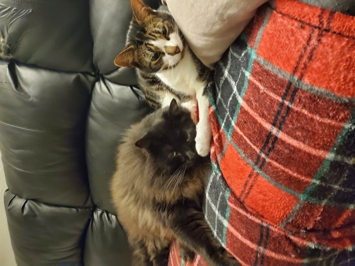 Why Is Being Called A Cat Lady Termed As Insulting To Women?