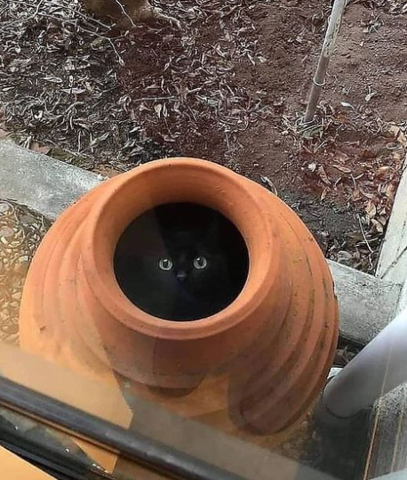 Can you find the cat in this picture?