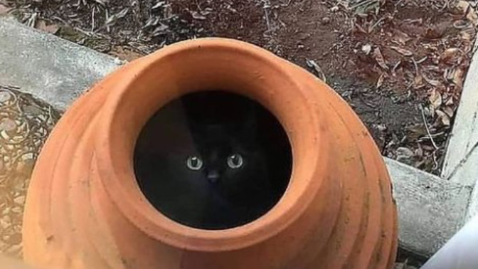Can you find the cat in this picture?