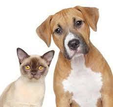 How many pets are too many for you not to want to date someone?