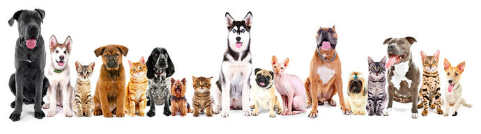 How many pets are too many for you not to want to date someone?