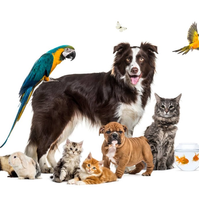 How many pets are too many for you not to want to date someone?