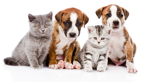 How many pets are too many for you not to want to date someone?