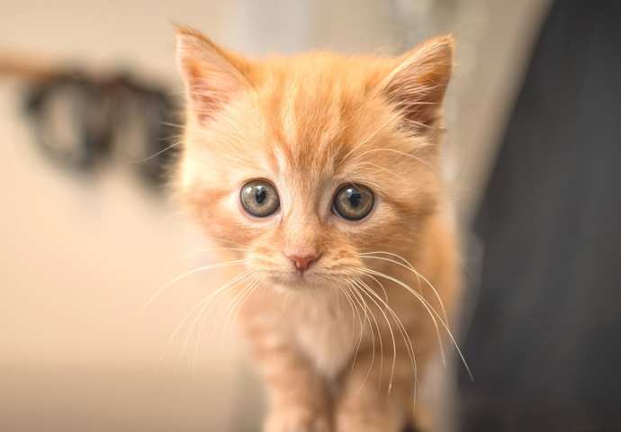 Does anyone have any cute pictures to brighten up my day?