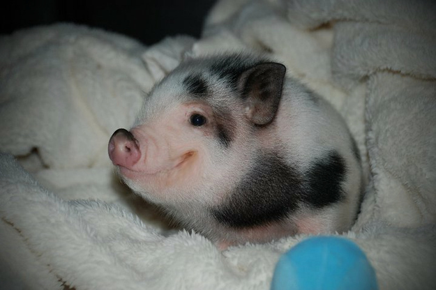 Does anyone have any cute pictures to brighten up my day?