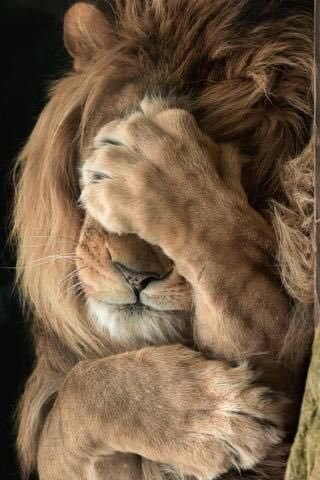 Lion after being told to go to church.
