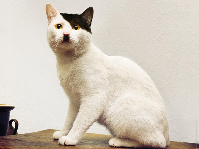 Guys, Would you lose interest if my profile photo on a dating app is a selfie of me and my cat?